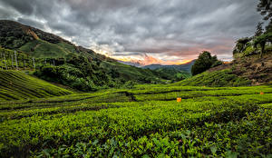 Hintergrundbilder Malaysia Felder Morgendämmerung und Sonnenuntergang Hügel Cameron Highlands Natur