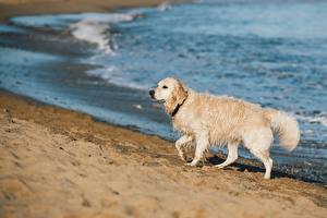 Bilder Hunde Golden Retriever Strand Nass Unscharfer Hintergrund Sand ein Tier