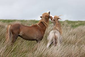 Hintergrundbilder Grünland Pferde Pony Gras Zwei ein Tier