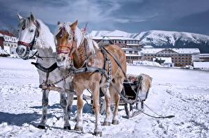 Fotos Winter Pferde Schlitten Schnee Zwei Tiere