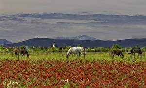 Hintergrundbilder Acker Mohn Hauspferd Zaun