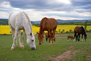 Hintergrundbilder Hauspferd Gras Essen Tiere