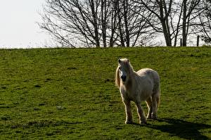 Hintergrundbilder Pferde Pony Gras Tiere