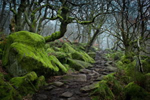 Bakgrunnsbilder Park Steiner England Trær En sti Moser Tåke Dartmoor, National park United Kingdom, Devon Natur