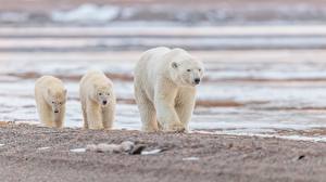 Bilder Babys Ein Bär Eisbär Bokeh Drei 3 Tiere