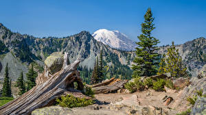 Bakgrunnsbilder USA Parker Fjell Landskapsfotografering Trær Mount Rainier National Park Natur