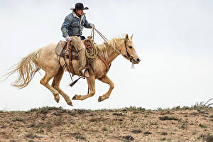 Bilder Pferd Mann Cowboy Der Hut Jacke ein Tier