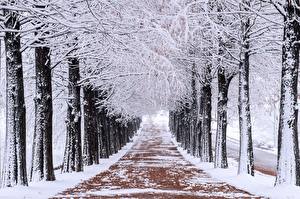 Bakgrunnsbilder Parker Vinter En allé Trær Snø En sti Natur