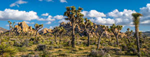 Bakgrunnsbilder USA Park California Klippe Trær Skyer Joshua Tree National Park Natur