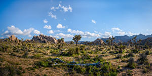 Bakgrunnsbilder Amerika Parker Trær California Joshua Tree National Park Natur