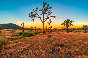 Bakgrunnsbilder USA Parker Trær Joshua Tree National Park Natur