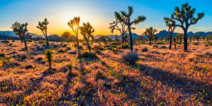 Bakgrunnsbilder Amerika Parker Soloppganger og solnedganger Trær California Joshua Tree National Park Natur