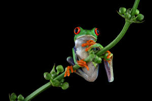 Bureaubladachtergronden Kikker Van dichtbij Zwarte achtergrond agalychnis callidryas Dieren