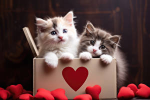 Picture Kittens Cute Two Box Heart Animals