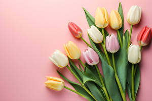 Picture Tulips Bouquets Pink background flower