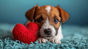 Pictures Dog Puppies Heart Glance Jack Russell terrier Animals