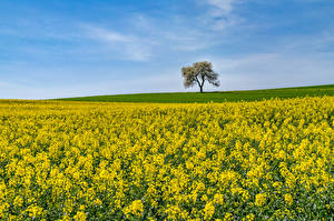 Фото Германия Поля Рапс Lantershofen