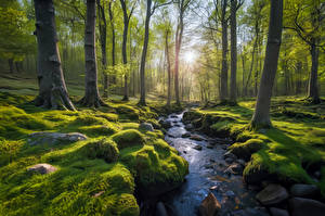 Fotos Deutschland Wälder Steine Landschaftsfotografie Bäume Bäche Laubmoose Sonne