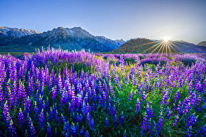 Hintergrundbilder Vereinigte Staaten Berg Lupinen Landschaftsfotografie Kalifornien Sonne Lichtstrahl Lone Pine Blumen