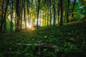 Bilder Deutschland Wald Bäume Sonne