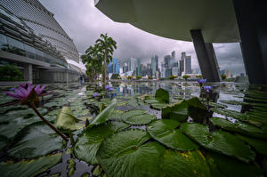 Images Singapore Building Pond Nymphaea