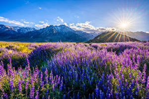 Hintergrundbilder USA Gebirge Landschaftsfotografie Lupinen Kalifornien Sonne Alabama Hills Blumen