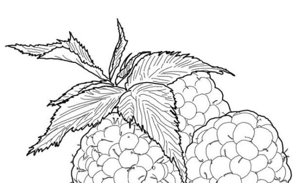 Coloriages: Framboise