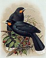 A pair of huia