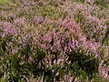 La bruyère type Calluna vulgaris envahit les sous-sol de l'étage montagnard à Bruyères.