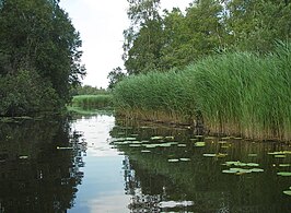 Doorgang tussen twee plassen in de Botshol