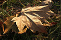 dry Autumn leaf