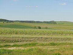 Le vignoble et la Montagne de Reims (nord).