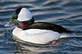 Bufflehead