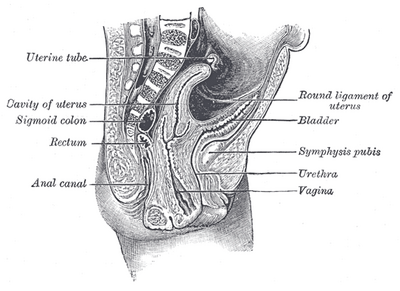 Sagittale doorsnede door het bekken van een pasgeboren meisje. (aanduiding ronde ligament rechtsboven (round ligament of uterus).)