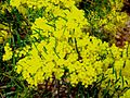 Acacia fimbriata, Australian National Botanic Gardens Canberrae