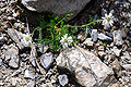 Achillea oxyloba