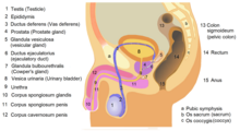 Anatomie der Kanäle der Samenflüssigkeiten. Weiteres Bildmaterial hier:[5] (Siehe auch: Operationen bei Prostatavergrößerung)