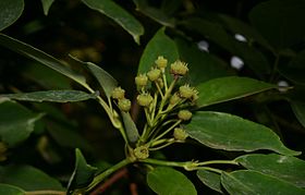 Trochodendron aralioides