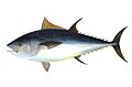 Roter Thun (Thunnus thynnus)