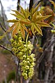 Acer macrophyllum