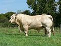 Tyr av rasen charolais