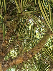 Feuilles de pandanus.