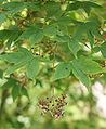 Acer pubipalmatum