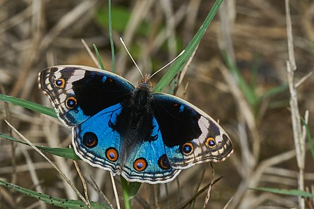 Junonia orithya