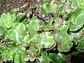 Lunularia cruciata