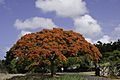 Delonix regia tree