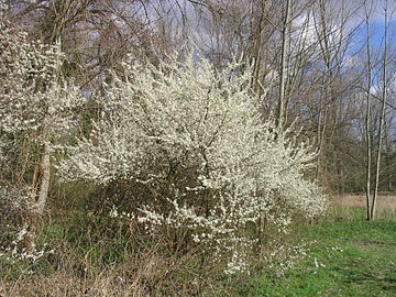 In early spring