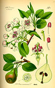 Pyrus communis, caractéristiques : feuilles, fleurs, fruits & détails.