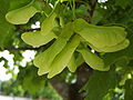 Acer fruit