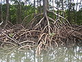 Stilt roots of a Rhizophora mangrove tree